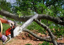 Best Grass Overseeding  in Pinebluff, NC